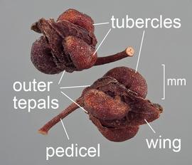   Fruits:   Rumex conglomeratus , two labelled fruits with perianth and pedicel attached; Photo by D. Walters and C. Southwick, Table Grape Weed Disseminule ID
